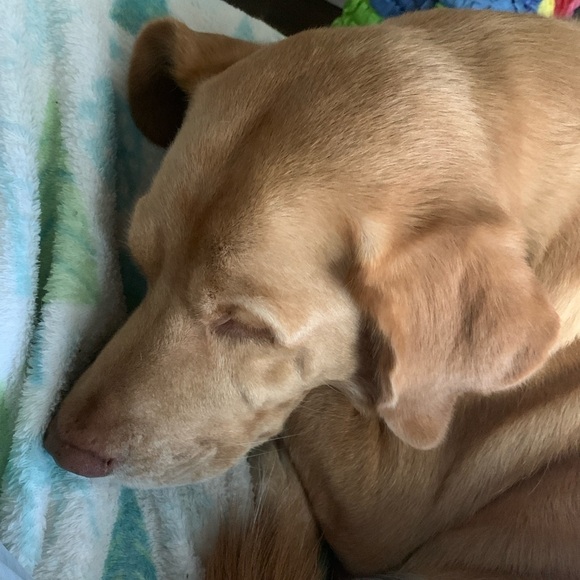 Old Gringo Fuchila Embroidered Cowboy Boots Leather Chocolate Floral 8B GUC - Picture 8 of 8